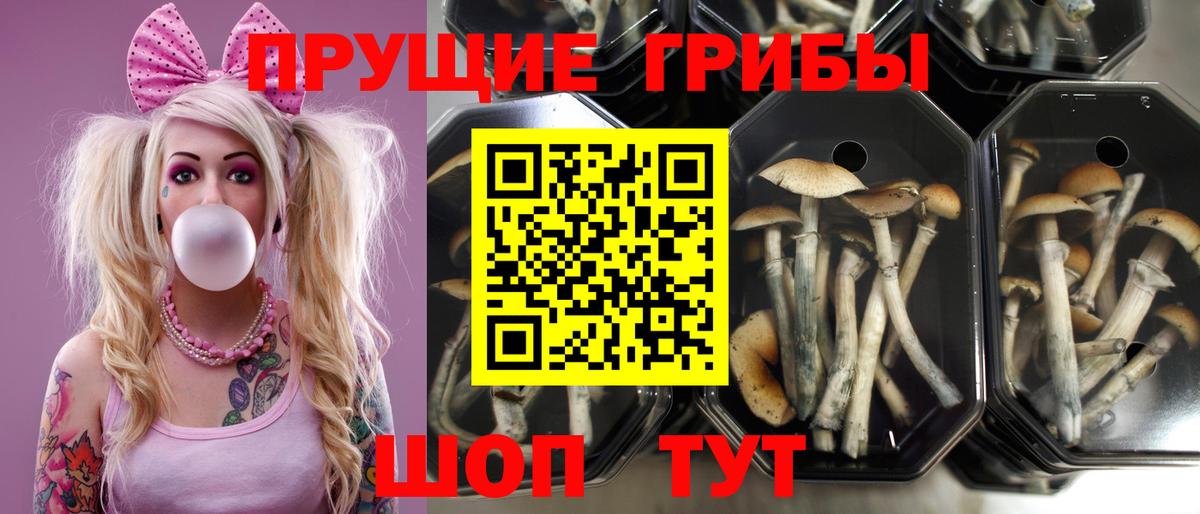 Галлюциногенные грибы Psilocybine cubensis  Вход с VPN  купить  цена  Выборг 